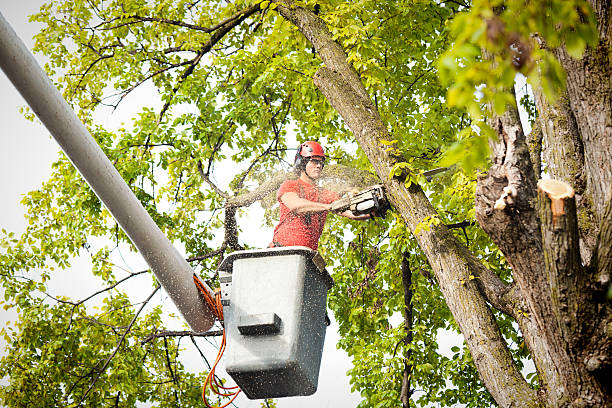 Why Choose Our Tree Removal Services in Park Layne, OH?